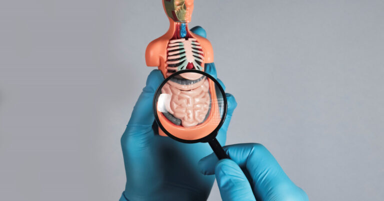 A gastroenterologist looks at a small model of the GI tract under a magnifying glass with gloved hands.